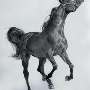 Effervescence, Arabian Stallion Graphite Drawing