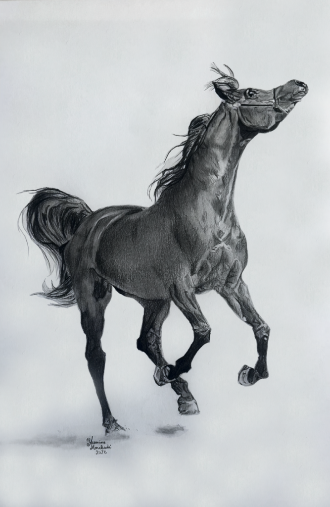 Effervescence, Arabian Stallion Graphite Drawing